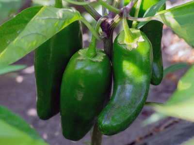 Paprika jalapeño 