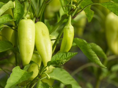 Paprika zelená Paprika zelená