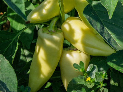 Paprika biela