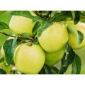 Jablko "GOLDEN DELICIOUS"